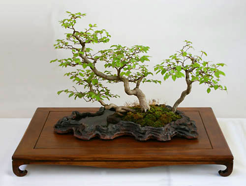Carpinus turczaninowii, Koreanische Hainbuche, als Bonsai gestaltet