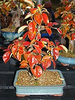 Vorschaubild: Cydonia oblonga