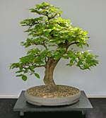 Vorschaubild: Rotbuchen-Bonsai