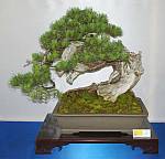 Beliebter Bonsai: Bergkiefer (Pinus mugo)