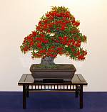 Feuerdorn (Pyracantha): Fruchttragender Bonsai