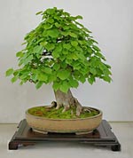 Bonsai gestalten