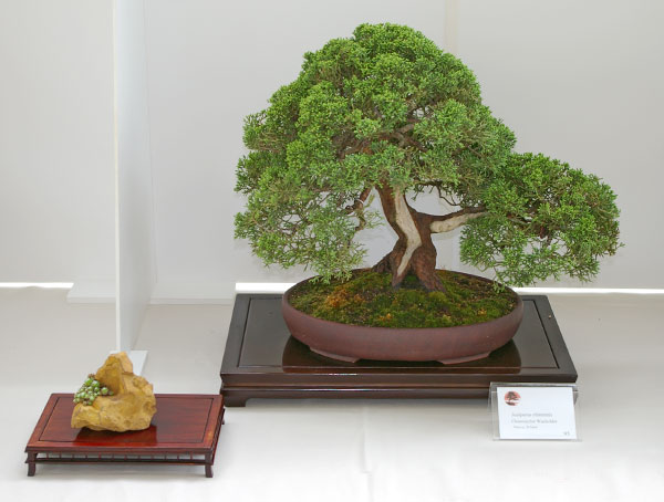 Juniperus chinensis auf der Ausstellung der Bonsai-AKs NRW 2007