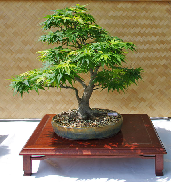 mikawa yatsubusa bonsai