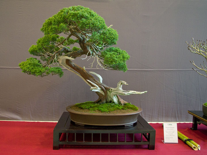 Juniperus chinensis, Chinesischer Wacholder, Bonsai, BCD-Ausstellung 2017