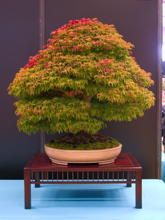 Acer palmatum 'Shishigashira', Löwenkopf-Ahorn, Bonsai, BCI World Congress 2018